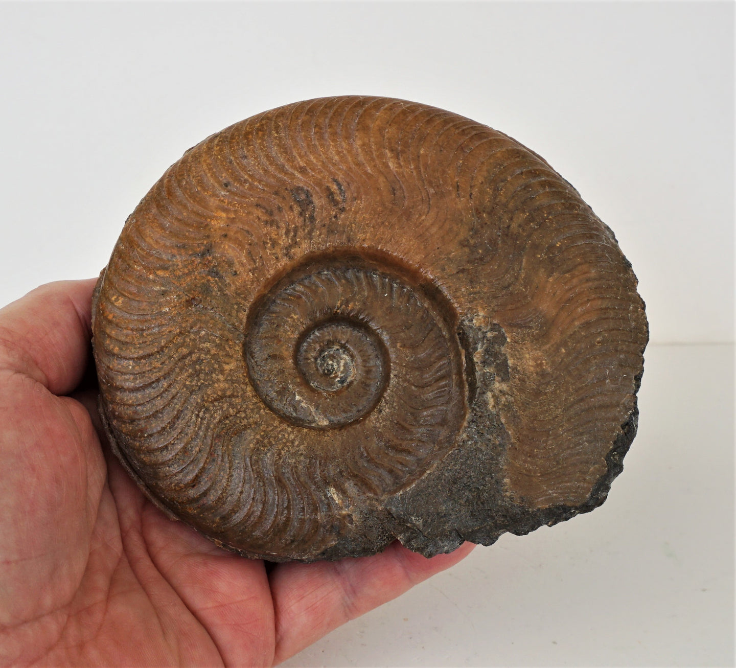 F102 Ammonit  0,65 kg.