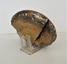 Lade das Bild in den Galerie-Viewer, F102 Ammonit  0,65 kg.
