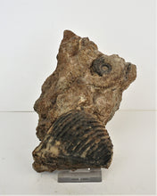 Lade das Bild in den Galerie-Viewer, F105 Ammonit und Muschel
