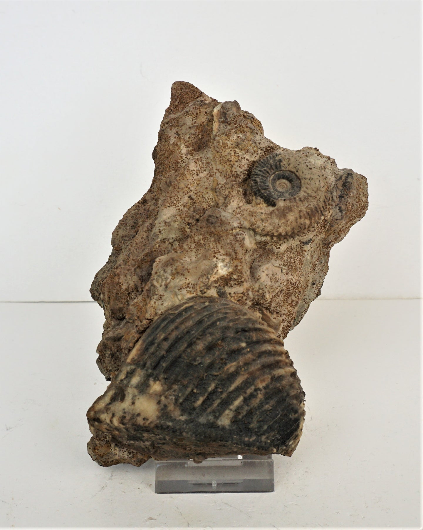 F105 Ammonit und Muschel