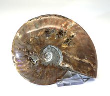 Lade das Bild in den Galerie-Viewer, F217 Ammonit mit Opaleffekt 0,60kg.
