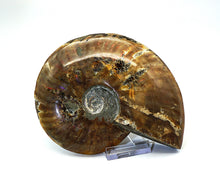 Lade das Bild in den Galerie-Viewer, F217 Ammonit mit Opaleffekt 0,60kg.
