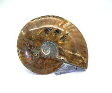 Lade das Bild in den Galerie-Viewer, F217 Ammonit mit Opaleffekt 0,60kg.
