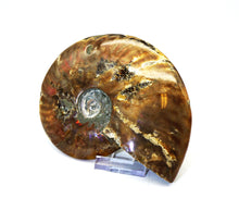 Lade das Bild in den Galerie-Viewer, F217 Ammonit mit Opaleffekt 0,60kg.
