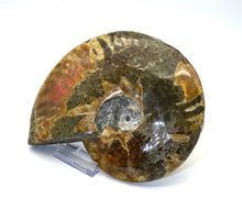 Lade das Bild in den Galerie-Viewer, F217 Ammonit mit Opaleffekt 0,60kg.
