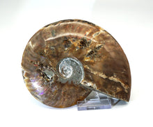 Lade das Bild in den Galerie-Viewer, F217 Ammonit mit Opaleffekt 0,60kg.
