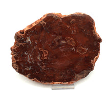 Lade das Bild in den Galerie-Viewer, H201 verteinertes Holz
