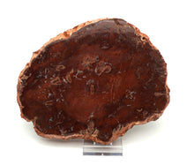 Lade das Bild in den Galerie-Viewer, H201 verteinertes Holz
