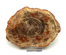 Lade das Bild in den Galerie-Viewer, H202 versteinertes Holz
