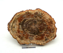 Lade das Bild in den Galerie-Viewer, H202 versteinertes Holz
