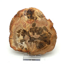 Lade das Bild in den Galerie-Viewer, H203 versteinertes Holz
