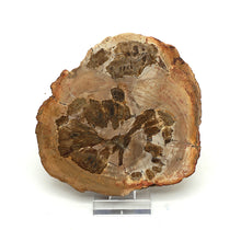 Lade das Bild in den Galerie-Viewer, H203 versteinertes Holz
