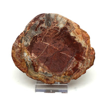 Lade das Bild in den Galerie-Viewer, H204 versteinertes Holz
