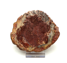 Lade das Bild in den Galerie-Viewer, H204 versteinertes Holz
