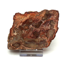 Lade das Bild in den Galerie-Viewer, H205 versteinertes Holz
