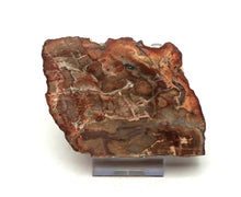 Lade das Bild in den Galerie-Viewer, H205 versteinertes Holz
