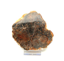 Lade das Bild in den Galerie-Viewer, H206 versteinertes Holz
