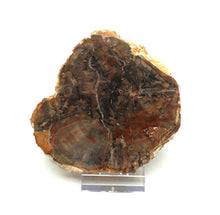 Lade das Bild in den Galerie-Viewer, H206 versteinertes Holz
