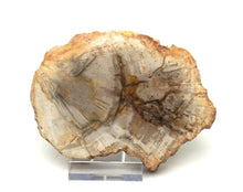 Lade das Bild in den Galerie-Viewer, H207 versteinertes Holz
