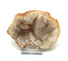 Lade das Bild in den Galerie-Viewer, H207 versteinertes Holz
