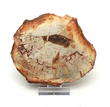 Lade das Bild in den Galerie-Viewer, H208 versteinertes Holz
