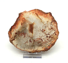 Lade das Bild in den Galerie-Viewer, H208 versteinertes Holz
