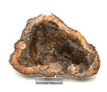 Lade das Bild in den Galerie-Viewer, H209 versteinertes Holz
