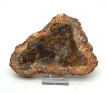 Lade das Bild in den Galerie-Viewer, H209 versteinertes Holz
