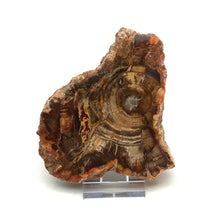 Lade das Bild in den Galerie-Viewer, H210 versteinertes Holz
