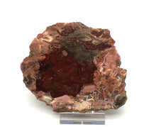 Lade das Bild in den Galerie-Viewer, H212 versteinertes Holz
