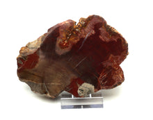 Lade das Bild in den Galerie-Viewer, H213 versteinertes Holz
