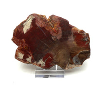 Lade das Bild in den Galerie-Viewer, H213 versteinertes Holz
