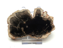 Lade das Bild in den Galerie-Viewer, H215 versteinertes Holz
