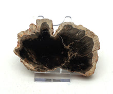 Lade das Bild in den Galerie-Viewer, H215 versteinertes Holz
