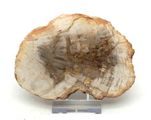 Lade das Bild in den Galerie-Viewer, H216 versteinertes Holz
