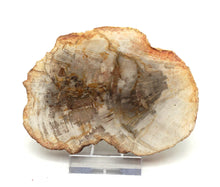 Lade das Bild in den Galerie-Viewer, H216 versteinertes Holz
