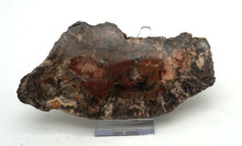 Lade das Bild in den Galerie-Viewer, H217 versteinertes Holz
