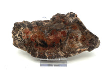 Lade das Bild in den Galerie-Viewer, H217 versteinertes Holz
