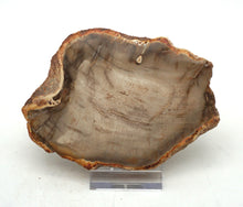 Lade das Bild in den Galerie-Viewer, H218 versteinertes Holz
