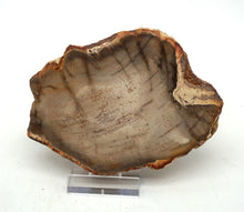 Lade das Bild in den Galerie-Viewer, H218 versteinertes Holz
