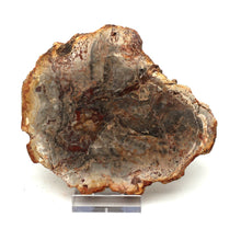 Lade das Bild in den Galerie-Viewer, H219 versteinertes Holz
