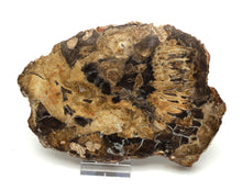 Lade das Bild in den Galerie-Viewer, H220 versteinertes Holz
