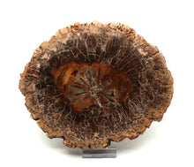 Lade das Bild in den Galerie-Viewer, H221 versteinertes Holz
