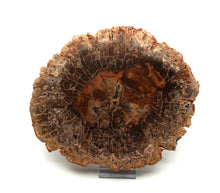 Lade das Bild in den Galerie-Viewer, H221 versteinertes Holz
