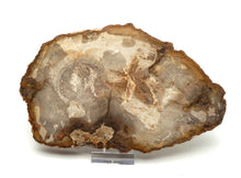 Lade das Bild in den Galerie-Viewer, H222 versteinertes Holz
