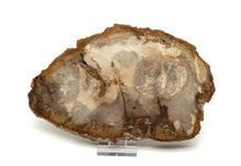 Lade das Bild in den Galerie-Viewer, H222 versteinertes Holz
