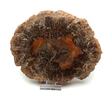 Lade das Bild in den Galerie-Viewer, H223 versteinertes Holz
