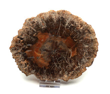 Lade das Bild in den Galerie-Viewer, H223 versteinertes Holz
