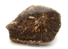 Lade das Bild in den Galerie-Viewer, H224 versteinertes Holz
