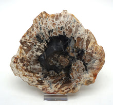 Lade das Bild in den Galerie-Viewer, H225 versteinertes Holz
